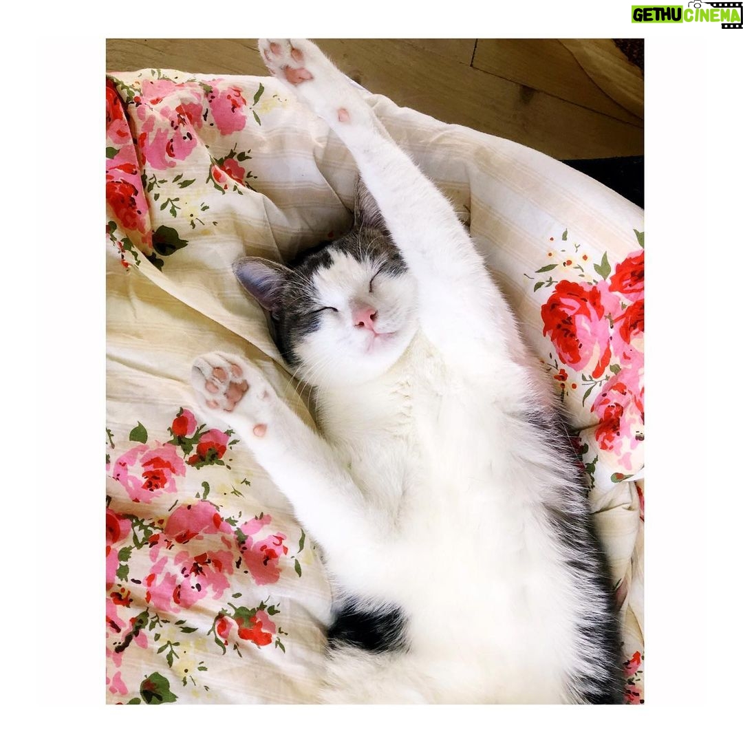Pauline Clément Instagram - (ᵔᴥᵔ) Cocooning ♥𐂂♡