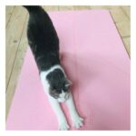 Pauline Clément Instagram - 🧘 Le yoga du chat 🧘‍♂️