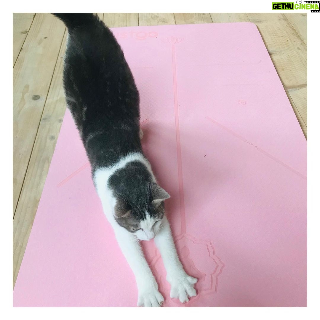 Pauline Clément Instagram - 🧘 Le yoga du chat 🧘♂️