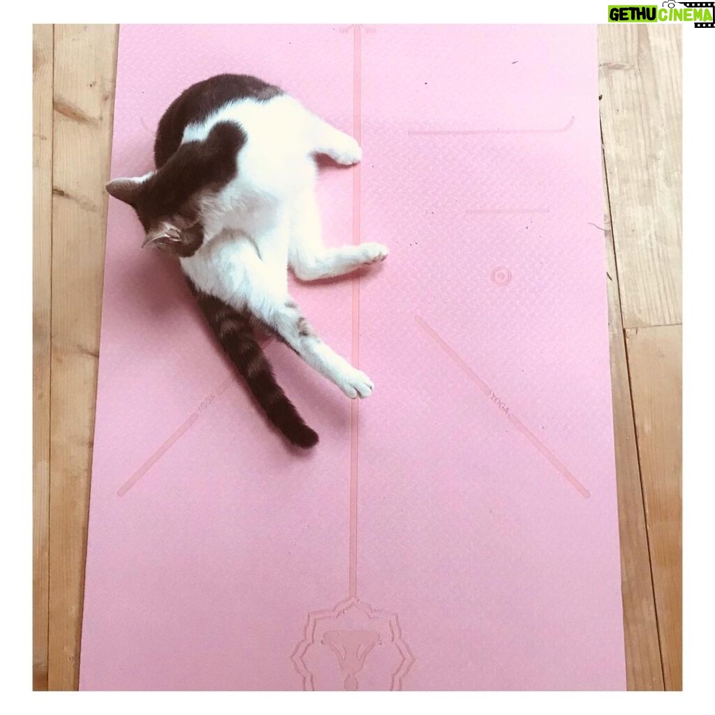 Pauline Clément Instagram - 🧘 Le yoga du chat 🧘‍♂️