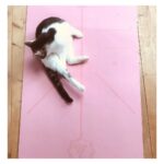 Pauline Clément Instagram - 🧘 Le yoga du chat 🧘‍♂️