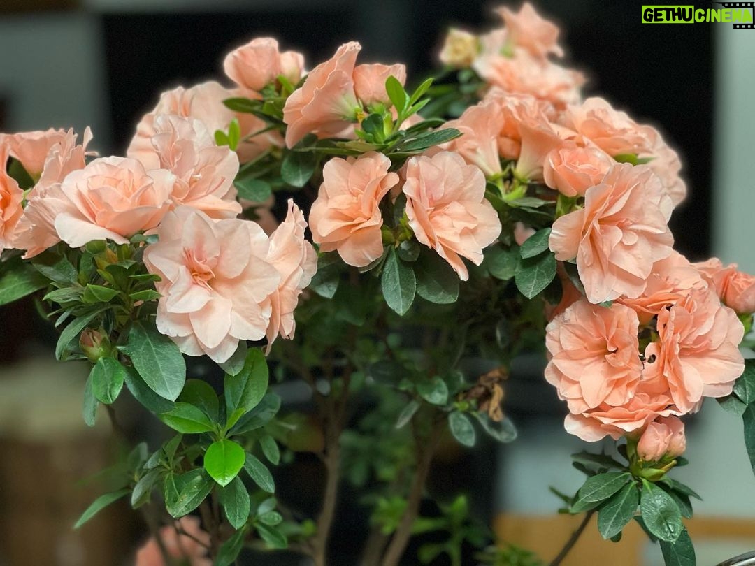 Pedram Sharifi Instagram - . ۱۴۰۲ در ادامه ی ۱۴۰۱ زن زندگی آزادی جای همه ی رفتگان سبز دوستون دارم و امیدوار به آینده✌️❤️