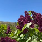 Peri Gilpin Instagram – Lilacs ☀️