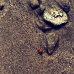 Peri Gilpin Instagram – Ladybug, Ladybug fly away home. Your house is on fire and your children will burn.