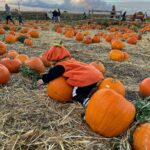 Perrie Edwards Instagram - Pumpkin patch with our icle Pumpkin 🎃🥹
