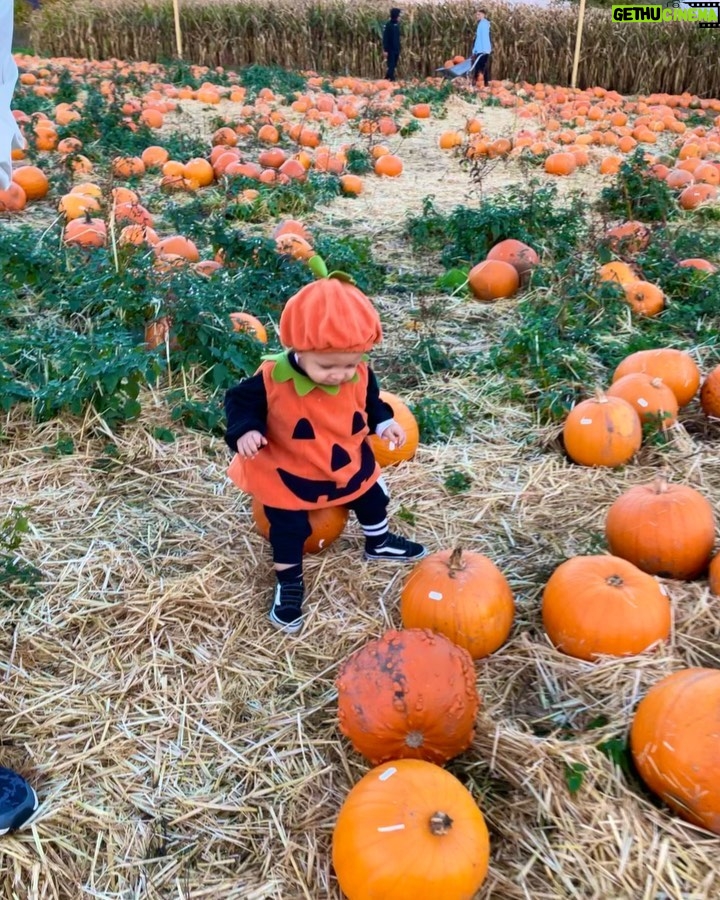Perrie Edwards Instagram - Pumpkin patch with our icle Pumpkin 🎃🥹