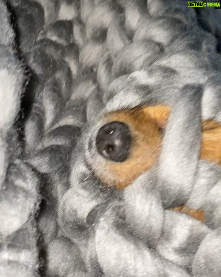 Perrie Edwards Instagram - Lockdown 3 has provided zero content, so here’s some random shit 😌