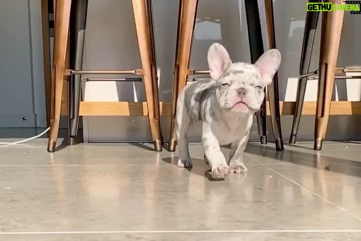 Perrie Edwards Instagram - Everyone. Meet Travis!