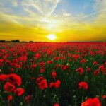 Peter Jones Instagram - Lest we forget ❤️ #rememberancesunday 🌺 #wewillrememberthem