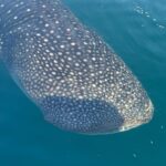 Pevita Pearce Instagram – Say hello to my new friend, Mowi ✨🐋🦈 Amanwana