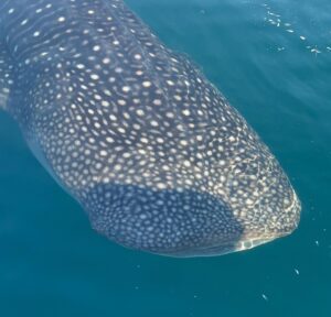 Pevita Pearce Instagram - Say hello to my new friend, Mowi ✨🐋🦈