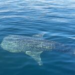 Pevita Pearce Instagram – Say hello to my new friend, Mowi ✨🐋🦈 Amanwana
