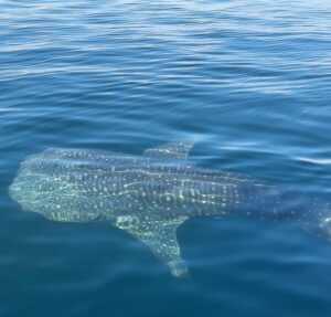 Pevita Pearce Instagram - Say hello to my new friend, Mowi ✨🐋🦈