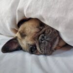 PewDiePie Instagram – Said farewell to my little Maya 💔 this morning.. 17 years is a long time for a pug, but no time in the world would’ve ever been enough..
I didn’t think I could love a dog as much as I loved her.. ❤️
Thank you for all the wonderful time we got to spend with you ❤️ Thank you for always making my days brighter ❤️ Thank you for bringing me closer to Marzia♥️ I will miss you so much and I already do.. you will always be in my heart Maya ♥️♥️♥️