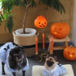 PewDiePie Instagram - Happy Halloween from the Torrance family. 🎃