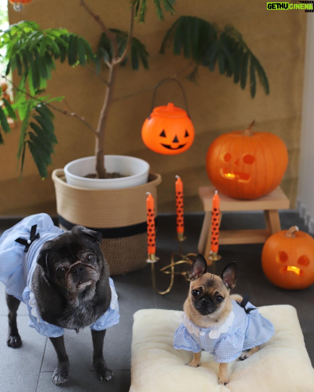 PewDiePie Instagram - Happy Halloween from the Torrance family. 🎃