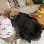 PewDiePie Instagram - Wanted to properly introduce our new fam member Momo! 🍑 She's half pug 🥟half chihuahua 🌯 (Chug). We've had her since November, so glad she got to meet Maya while she was still with us 💕