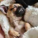 PewDiePie Instagram - Wanted to properly introduce our new fam member Momo! 🍑 She's half pug 🥟half chihuahua 🌯 (Chug). We've had her since November, so glad she got to meet Maya while she was still with us 💕