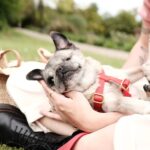 PewDiePie Instagram – Said farewell to my little Maya 💔 this morning.. 17 years is a long time for a pug, but no time in the world would’ve ever been enough..
I didn’t think I could love a dog as much as I loved her.. ❤️
Thank you for all the wonderful time we got to spend with you ❤️ Thank you for always making my days brighter ❤️ Thank you for bringing me closer to Marzia♥️ I will miss you so much and I already do.. you will always be in my heart Maya ♥️♥️♥️
