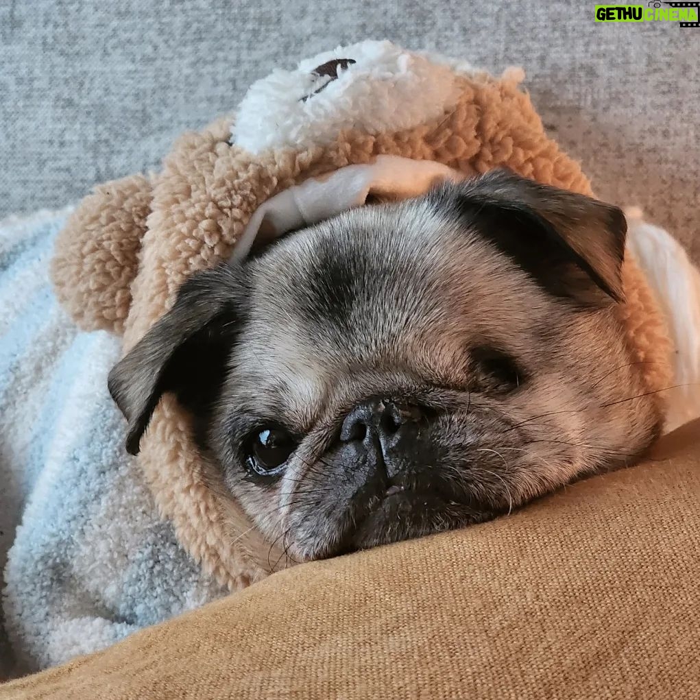 PewDiePie Instagram - Said farewell to my little Maya 💔 this morning.. 17 years is a long time for a pug, but no time in the world would've ever been enough.. I didn't think I could love a dog as much as I loved her.. ❤️ Thank you for all the wonderful time we got to spend with you ❤️ Thank you for always making my days brighter ❤️ Thank you for bringing me closer to Marzia♥️ I will miss you so much and I already do.. you will always be in my heart Maya ♥️♥️♥️