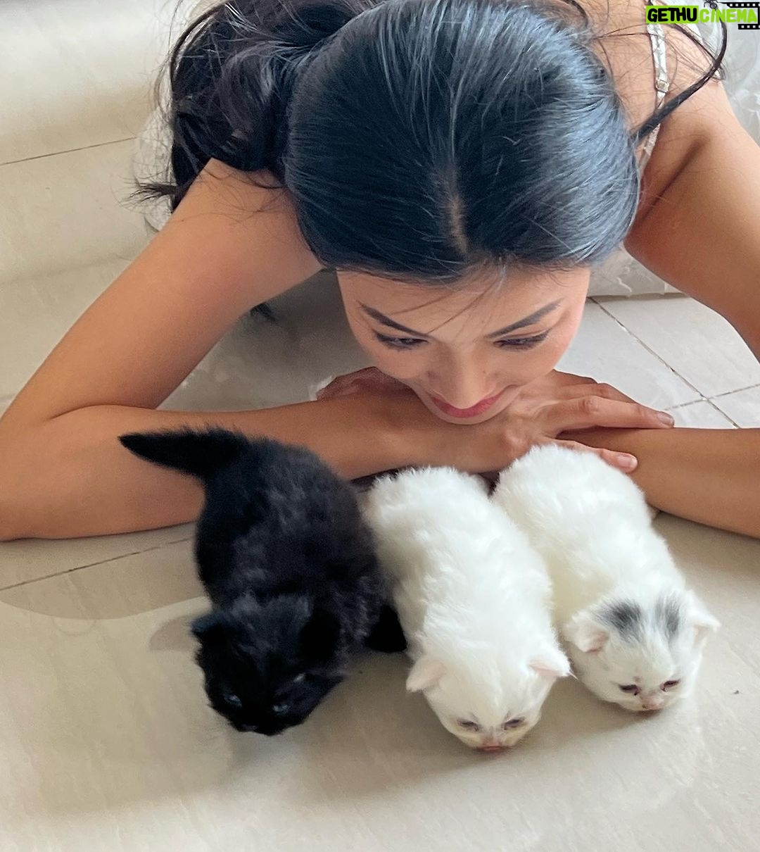 Phạm Nguyễn Lan Thy Instagram - Gia đình nhỏ có cô công chúa và bầy mèo