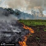 Philipp Christopher Instagram - #Repost @jackharries ・・・ The lungs of the planet are on fire right now!! 🔥 🚨 The Amazon rainforest has been burning for weeks but has received almost no news coverage. When Notre-Dame burnt, billionaires and politicians emptied their pockets but when the most important ecosystem on earth is on fire we turn a blind eye. The world’s greatest cathedral is burning and there’s no rebuilding this one!!! 😢 Please help spread awareness. #prayforamazonia First 📷 by @mohsinkazmitakespictures
