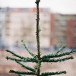 Philipp Christopher Instagram – Merry Christmas 

Vielleicht jetzt doch mal Frieden wäre schon ganz geil…auch so zwischenmenschlich. 

#besinnen #happyholidays