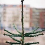 Philipp Christopher Instagram - Merry Christmas Vielleicht jetzt doch mal Frieden wäre schon ganz geil…auch so zwischenmenschlich. #besinnen #happyholidays