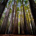 Phoenix Raei Instagram - Redwoods #melbournelife