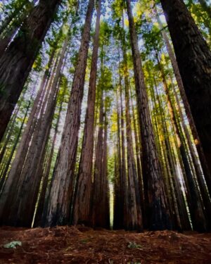Phoenix Raei Instagram - Redwoods #melbournelife