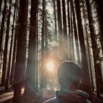 Phoenix Raei Instagram - Redwoods #melbournelife