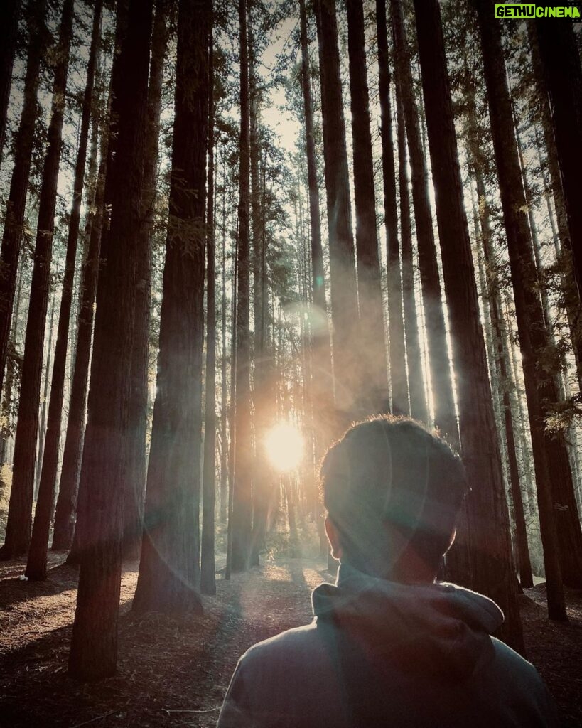 Phoenix Raei Instagram - Redwoods #melbournelife