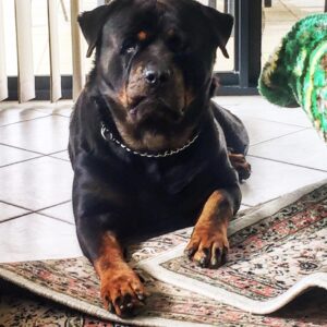 Phoenix Raei Instagram - #rottweiler #bestfriend #guarddog #family