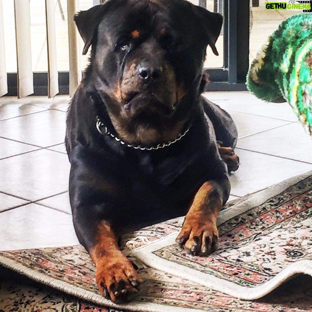 Phoenix Raei - 277 Likes - #rottweiler #bestfriend #guarddog #family