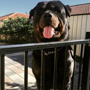 Phoenix Raei Instagram - God I've missed my dog #rottweiler #rottweilersofinstagram #loyal #bestie