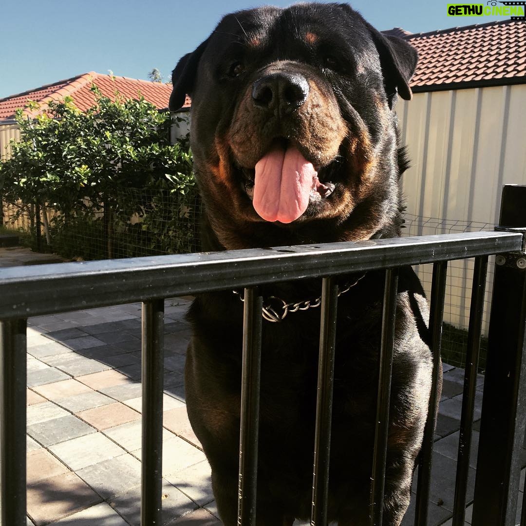 Phoenix Raei - 258 Likes - God I've missed my dog #rottweiler #rottweilersofinstagram #loyal #bestie