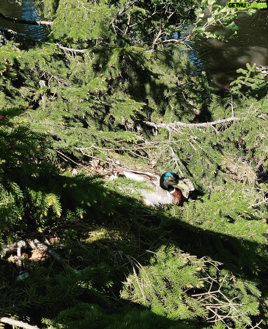 Pihla Viitala Instagram - Sinisorsa puussa🦆