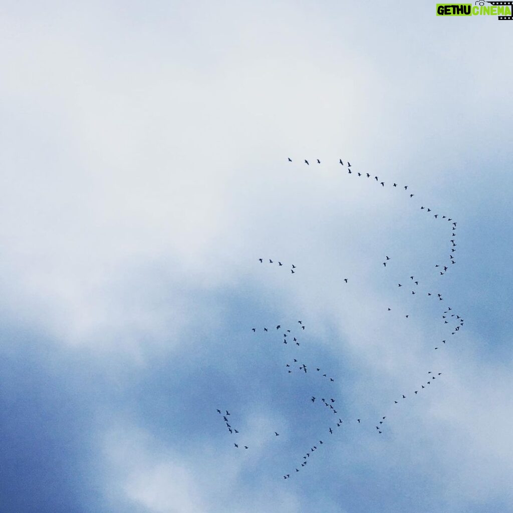 Pihla Viitala Instagram - Some birds are moving away🍂🍁