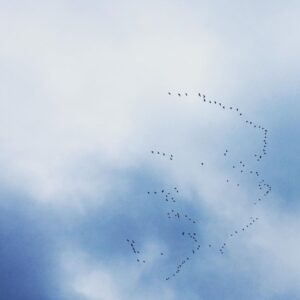 Pihla Viitala Instagram - Some birds are moving away🍂🍁