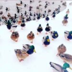 Pihla Viitala Instagram -