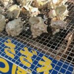 Pimchanok Luevisadpaibul Instagram - 🐙🦞🐟🪼😋 #ทริปมีลำโพงมั๊ย 呼子朝市～yobuko morning market～