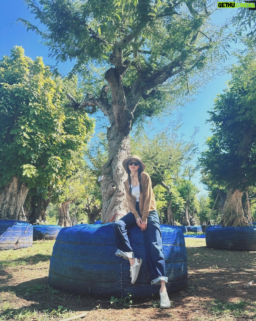 Pimchanok Luevisadpaibul Instagram - 🌳🌳🌳 อยากปลูกอีกกกก