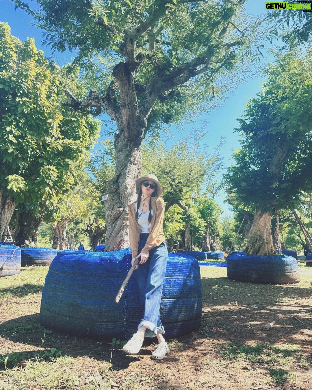 Pimchanok Luevisadpaibul Instagram - 🌳🌳🌳 อยากปลูกอีกกกก