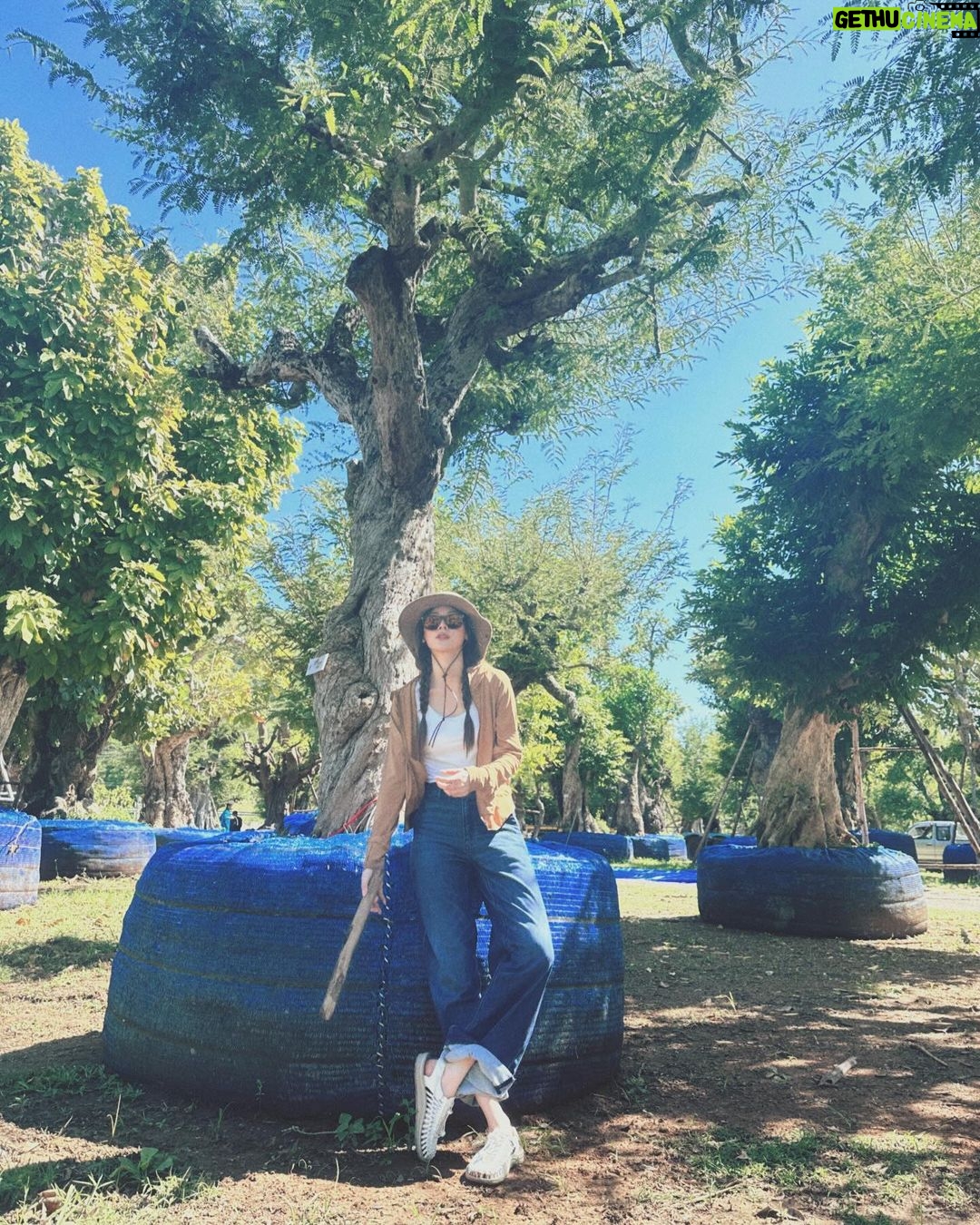 Pimchanok Luevisadpaibul Instagram - 🌳🌳🌳 อยากปลูกอีกกกก