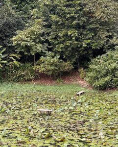 Pimdao Panichsamai Instagram - Part of nature 🌳 #UncleDukeWins Chiang Rai, Thailand