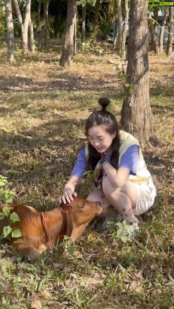 Pitchatorn Santinatornkul Instagram - My last day of Jan & First day of Feb 🩷🌈 - to meet my Perry & Jackson & their kids 🐮 - Naka cave 3.5 hrs trail - Donation for Northeast Autistic Aid Center 👧🏻 ถ้ำนาคา ภูลังกา บึงกาฬ