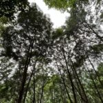 PoLin Tung Instagram – 原本要帶大家看看抹茶山攻頂時候的美景，但是沒想到霧實在太厚了，雖然跟想像的不太一樣，但這片厚厚的霧也好美。 在爬山時一直在想著最近再次學到的一句話，隨遇而安。我很常覺得自己裹足不前，但真的不前了嗎！？生命怎麼走怎麼看，但也不要停下努力的步伐，同時還要要懂得放鬆，自在就可以來，人自在其他事情也都自在了。

#抹茶山 #隨遇而安 抹茶山聖母山莊