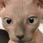Poqssi Instagram - Petite photo de stitch pour aérer un peu ce feed insta envahi par ma tête (et oui j’ai une stratégie marketing communication business plan, tout est calculé je suis une machine) tout le monde s’arrache mes conseils en communication 🙏