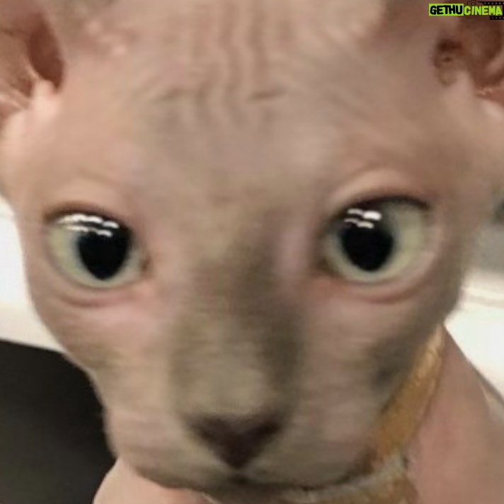 Poqssi Instagram - Petite photo de stitch pour aérer un peu ce feed insta envahi par ma tête (et oui j’ai une stratégie marketing communication business plan, tout est calculé je suis une machine) tout le monde s’arrache mes conseils en communication 🙏