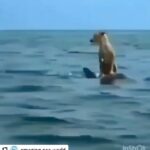 Poulad Kimiayi Instagram - How deep love can be 💙#nature #love